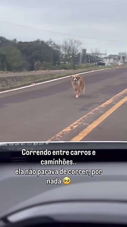 A cachorrinha corria entre os carros em uma rodovia movimentada.