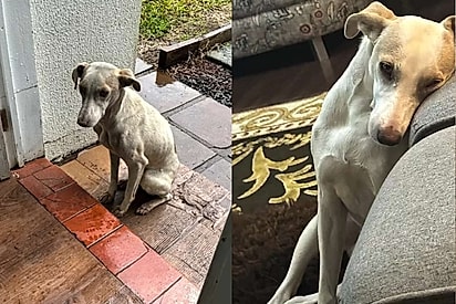 Cachorra Lua recebe carinho pela primeira vez e transformação encanta.