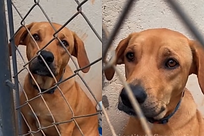 Cachorrinha caramelo adotada cresce, é devolvida e agora enfrenta preconceito contra cães grandes