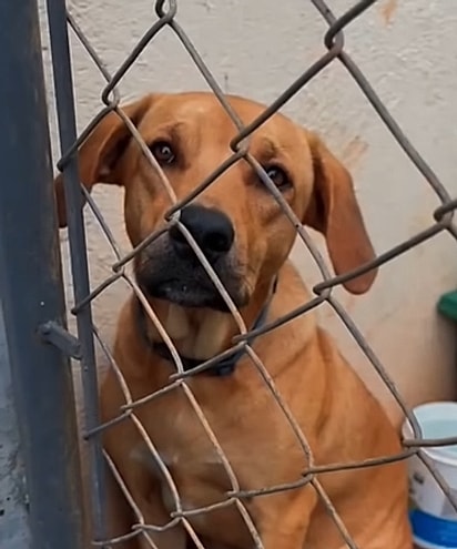 Vick, uma vira-lata caramelo de dois anos.