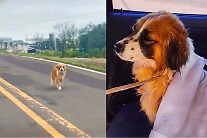 Do pânico na rodovia ao repouso seguro: a história de superação da pequena Luna.