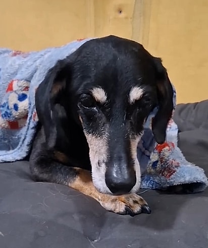 Hoje, Whisky tem dezessete aninhos.