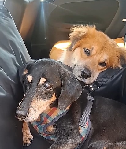 Viajar com seu pet exige atenção, responsabilidade e muito carinho.