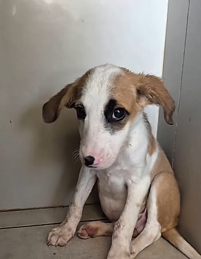 Narizinho, um filhote para adoção.