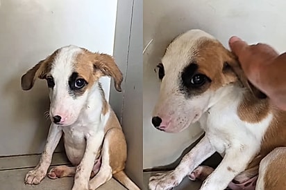 “Diretamente da Coitadolândia”: filhote para adoção com olhar tristinho conquista milhares de corações