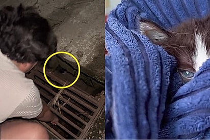 “Era só comprar a janta”: casal vai ao mercado, encontra gatinho preso em bueiro e muda seu destino para sempre.