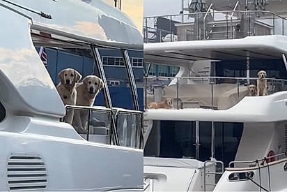 “Esses são Diamonds”: Goldens viralizam ao curtir passeio de iate milionário em Miami.