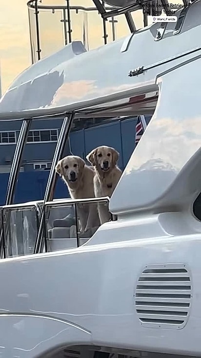 Os Golden Retrievers tomaram conta da embarcação.