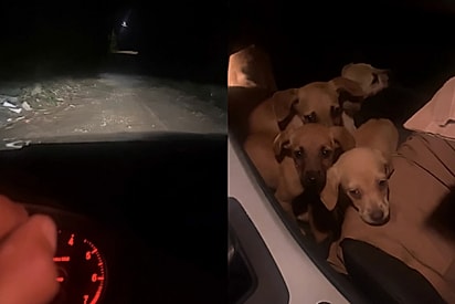 “Não teve como não pegar”: policial militar resgata oito filhotes abandonados em estrada de chão.