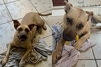 Clotilde achou que tinha sido adotada, mas meses depois voltou ao abrigo e protetora desabafa: “Tristeza absurda”