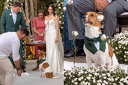 “Hector venceu na vida”: Cachorrinho resgatado surpreende convidados ao levar as alianças no casamento dos tutores.