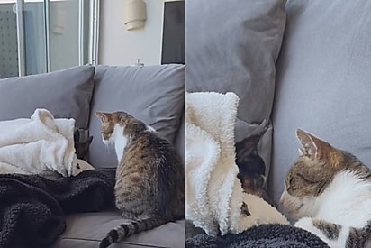Como está meu velho amigo?: Gato recebe cachorrinho idoso que voltou da internação com toda a ternura e emociona tutora