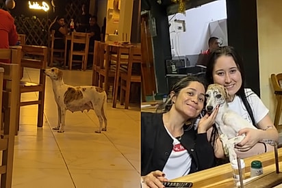 Quase sem esperanças, mamãe vira-lata mal sabia que havia escolhido a mesa certa para pedir ajuda.