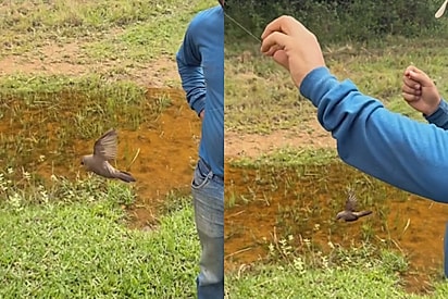 “Essa eu nunca tinha visto”: produtores de cachaça salvam ave presa em teia de aranha