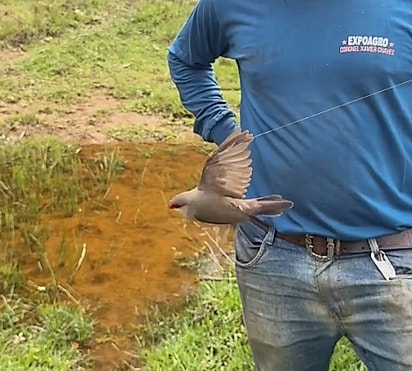 Um pequeno passarinho estava preso por um único fio de teia de aranha.