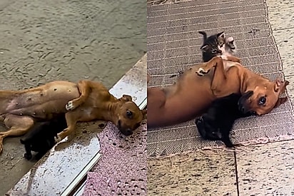 Cachorrinha vira-lata adota gatinhos órfãos e surpreende com instinto materno