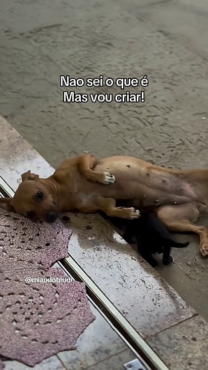 A cachorrinha tentou dar de mama para o filhote.