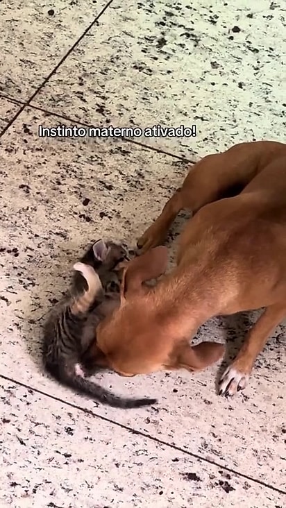 Ela sabe desempenhar seu papel de mãe temporária muito bem.