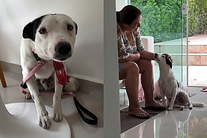 Conheça Simba: Cão tinha casa e donos, mas precisou ser salvo para conhecer o amor.