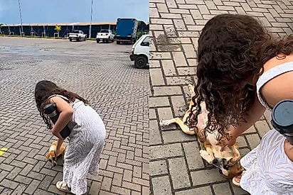 Mãe que impediu filha de adotar vira-latinha abandonada repensa decisão e, uma semana depois, vive encontro mais feliz