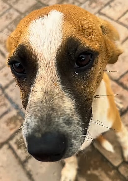 A mãe voltou para buscar a cachorrinha.