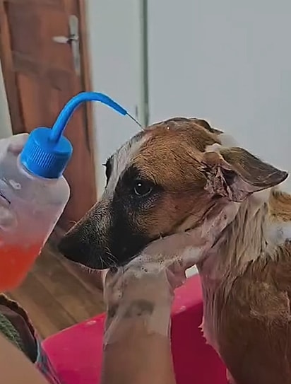 A cachorrinha recebeu um banho.