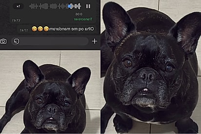 Homem viraliza ao fazer descrição para encontrar tutor de cão fujão.