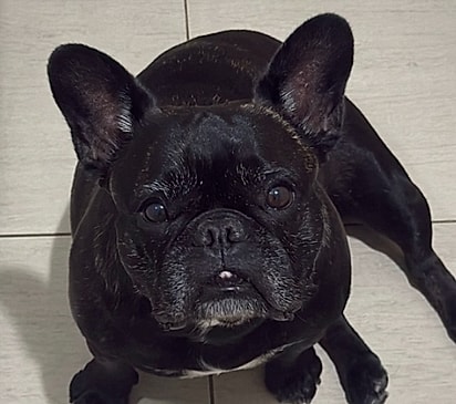 Maggie, a cachorrinha fujona.