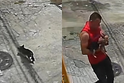 “Ela tem família, sim!”: vídeo comove a internet e ajuda cachorrinha a voltar para casa