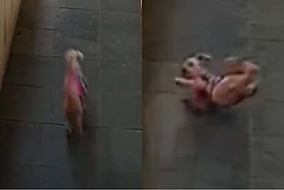 Tutora busca explicação após câmera mostrar seu cão sendo aparentemente puxado por “força invisível”, e cena chama atenção.