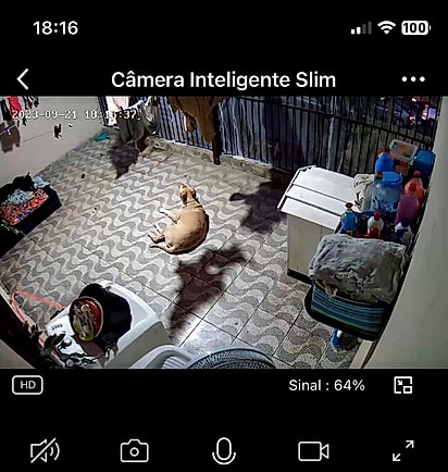 A imagem causou confusão entre os internautas: alguns viram o cão levitando e outros não. 
