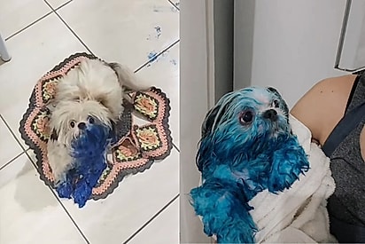 Metade azul, zero arrependimento: shih-tzu apronta com tinta e tutora entra em desespero (Foto: Instagram/@beatrizhelenaoficial)