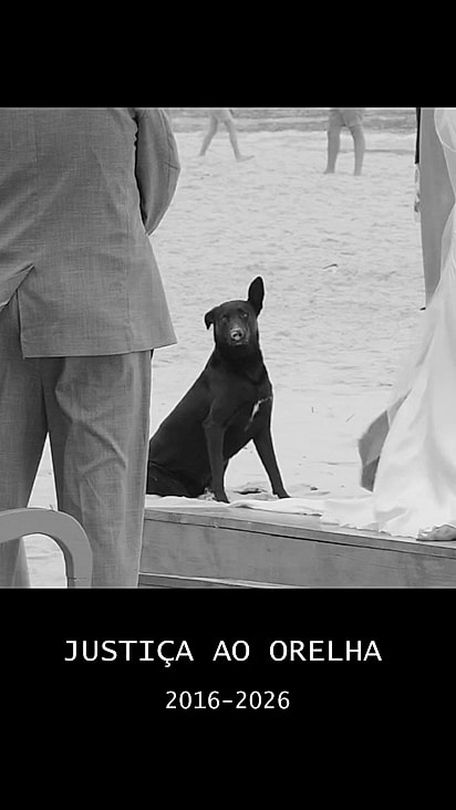 O cachorro faleceu vítima de maus-tratos.