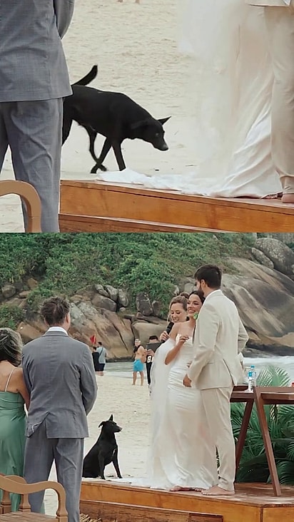 O cão chegou na praia e se aproximou da cerimônia de casamento.