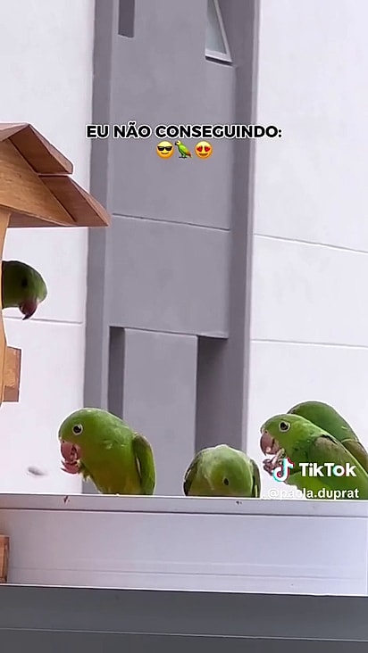 As aves já sabem onde tem alimento.