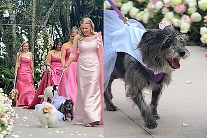 Cães resgatados acompanham madrinhas e deixam o casamento da tutora ainda mais perfeito.