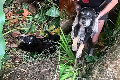 “Agora você vai ter a vida que merece”: Moça vê olhar de cachorrinho pedindo ajuda na vala e sabe que precisa agir 