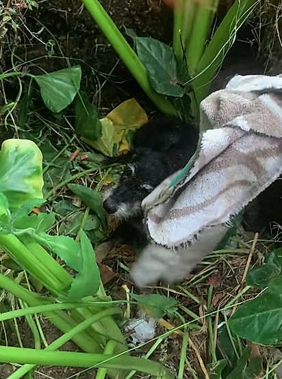 Antes de tentar tocá-lo diretamente, ela usa uma toalha para testar.