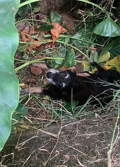 O “fiapo de manga” estava escondido em uma vala.