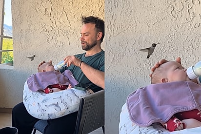 “Ela já é uma princesinha da Disney: Beija-flor se aproxima de bebê durante mamada e cena parece saída de filme.