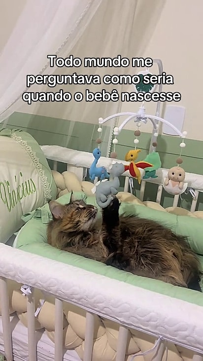 Antes mesmo de Vinícius nascer a gata já dormia no berço.