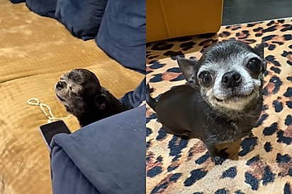 “Dê água pra essa pobre foca!”: Tutora mostra seu Chihuahua idêntico a um bebê foca e quebra o fofurômetro da internet 