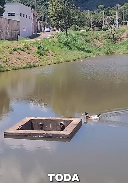 O marreco caiu dentro de um extravasor e precisou ser resgatado.