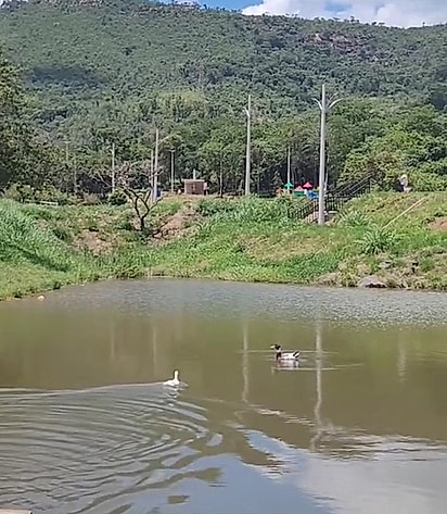 O marreco foi salvo e voltou para o companheiro em segurança.