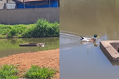 “Algo estava errado”: Casal percebe atitude estranha de marreco perto do extravasor e evita tragédia no lago.