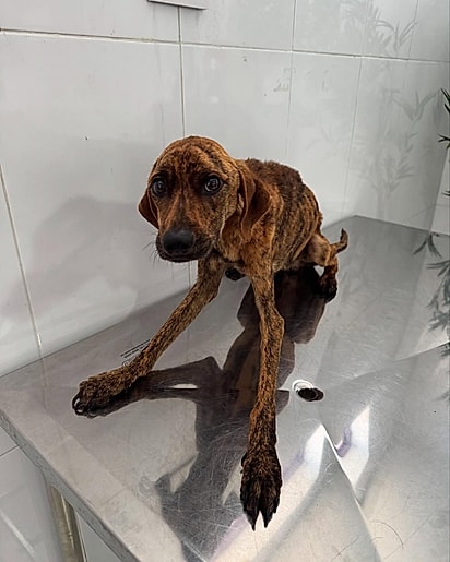 Krypto estava muito debilitado quando foi resgatado.