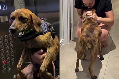 Protetor se emociona ao levar cão que foi seu caso mais impactante conhecer seu lar para sempre.