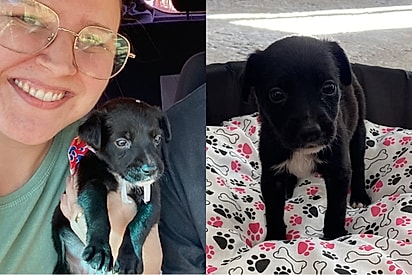 Abrigo afirma que cachorrinha não cresceria muito — mas resultado surpreende família.