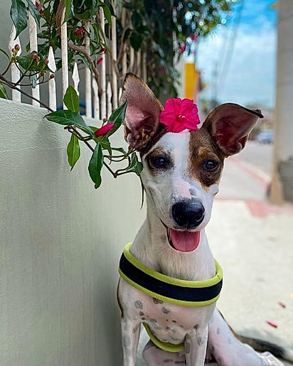 As cachorrinhas são apaixonadas por Marina.