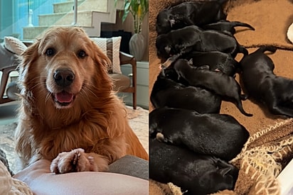 Golden retriever tem gravidez inesperada, dá à luz 9 filhotes pretinhos e investigação revela pai improvável.